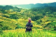 Mùa vàng Mù Cang Chải