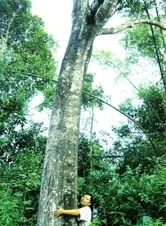Tìm tới một ông "vua"
