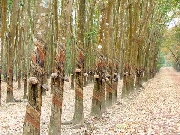 Trở lại Bình Điền