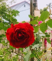 Hồng hoa buổi sớm