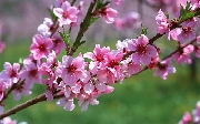 Mùa xuân hát khúc đưa tình