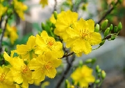 Mùa xuân cho ngày mai