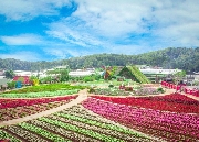 Gặp Huế giữa xứ ngàn hoa