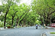 Phố xanh