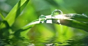 Giọt sương