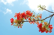 Tạm biệt mái trường
