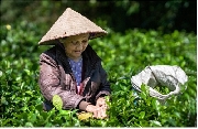 Chùm ảnh NSNA Lê Tấn Thanh