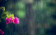Mưa trái mùa trên quê hương