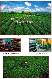 Chùm ảnh NSNA Võ Đông Bảy