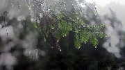 Tình mưa