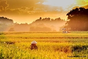 Hương quê