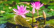 Hoa súng và tiếng chuông ngân