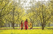 Thành phố hoa mai vàng