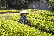 Chùm ảnh NSNA Hoàng Văn Phước