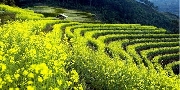 Chói sắc hoa cải