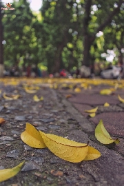 Gặp mùa lá rụng