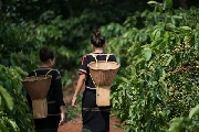 Tứ tuyệt Ban Mê