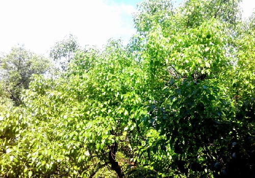 Ngày tháng vui buồn với Trịnh Công Sơn