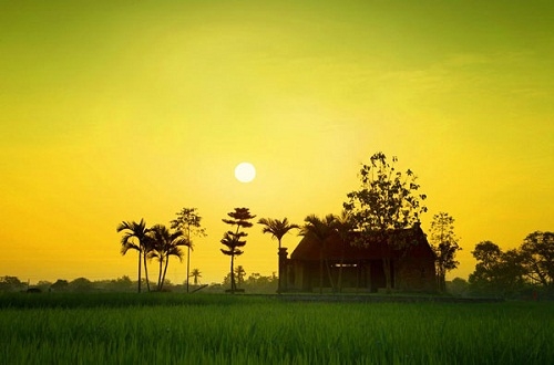 Dưới tán quê nhà