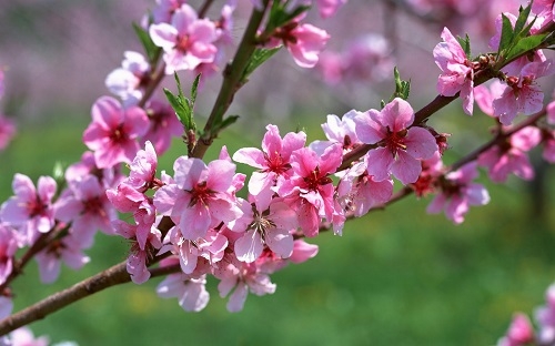 Mùa xuân hát khúc đưa tình