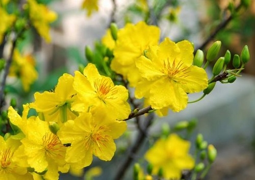 Mùa xuân cho ngày mai