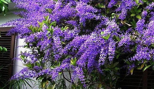 Trên những cánh mai xanh