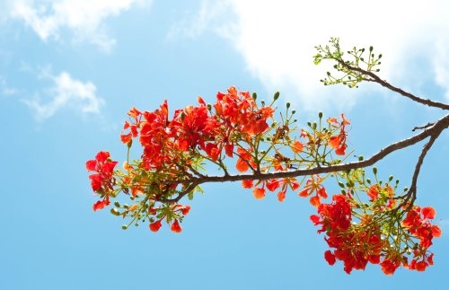 Tạm biệt mái trường