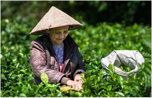 Chùm ảnh NSNA Lê Tấn Thanh