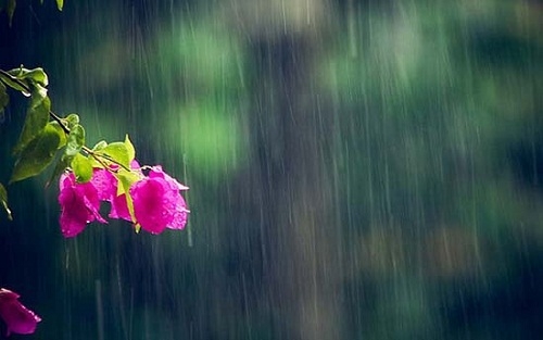 Mưa trái mùa trên quê hương