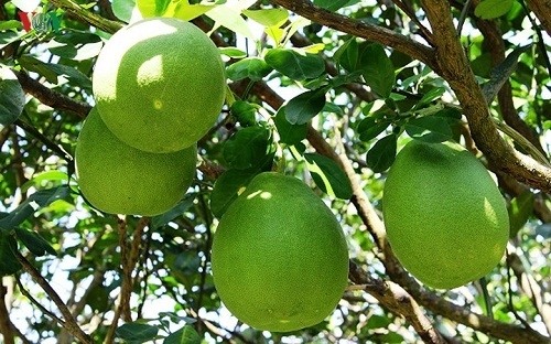 Vườn ngoại