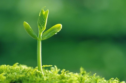Điều ước của tôi