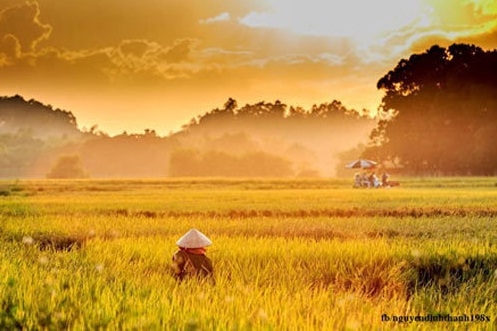 Hương quê