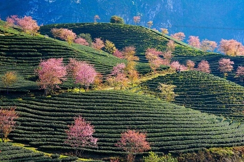 Có một mùa hoa