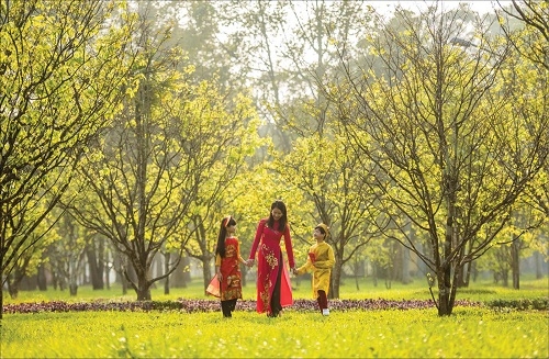 Thành phố hoa mai vàng