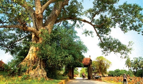 Nét văn hóa họ làng của một vùng quê thuần nông xứ Huế
