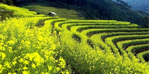 Chói sắc hoa cải